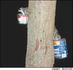 Northern flying squirrels eating nuts from a feeder in Pennsylvania.